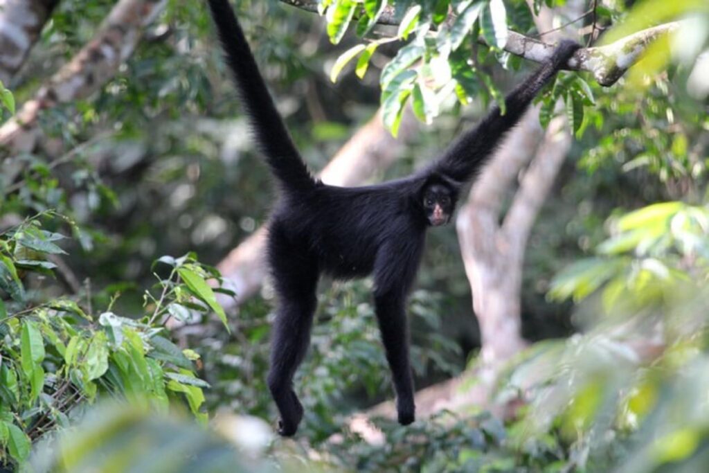 🌿 Wildlife on the Edge: Discover the Most Threatened Animals of the Amazon & Tambopata 29 Peruvian Spider Monkey (Ateles chamek) Threatened Animals in the Amazon