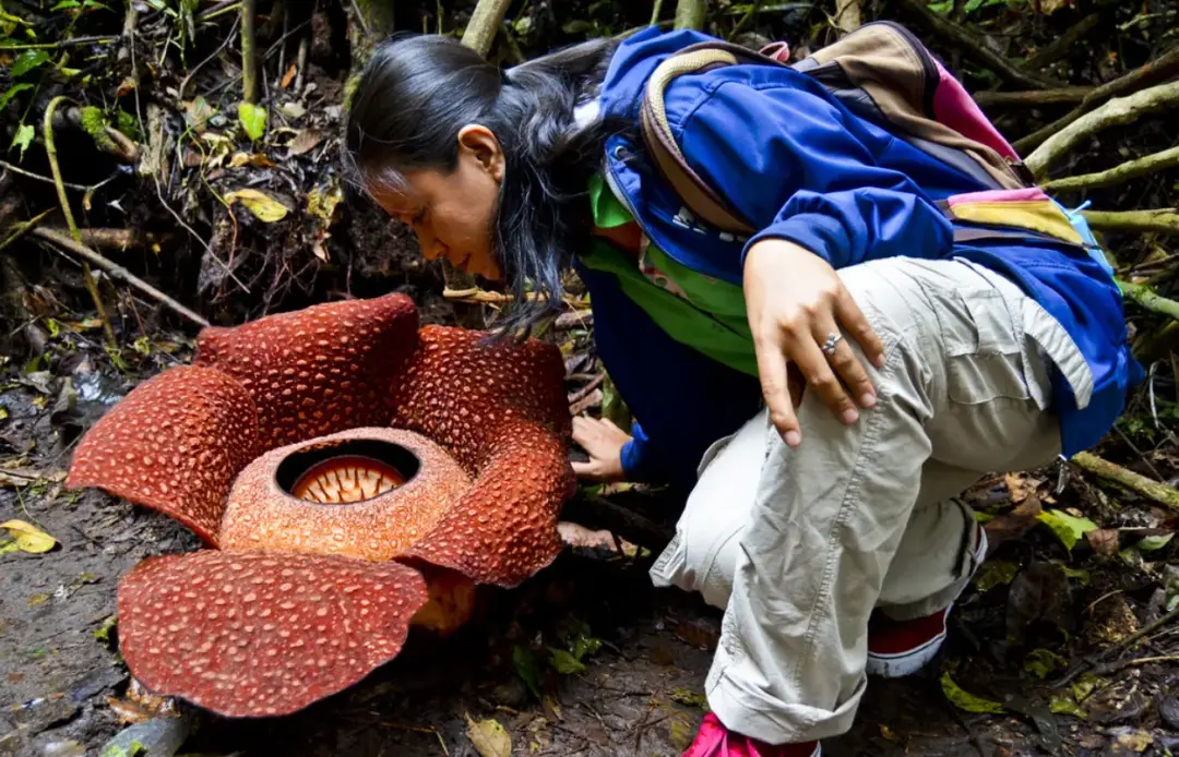 Rafflesia arnoldii plant