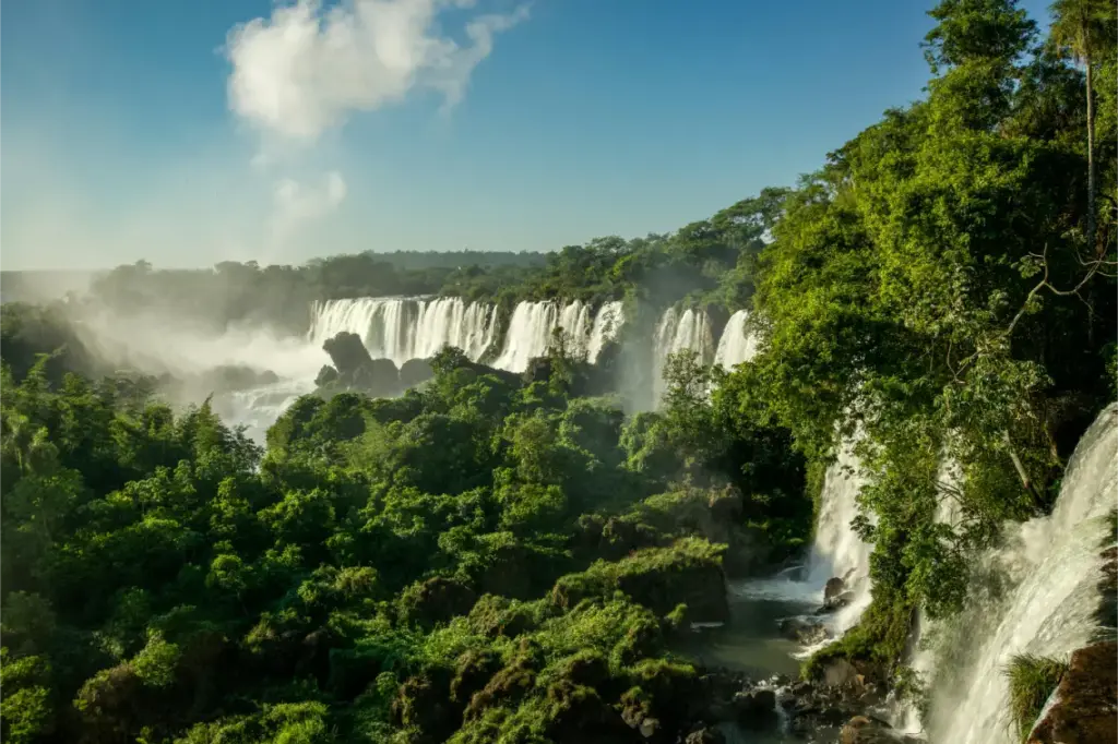 Rainforest and Jungle Difference warter fall in back ground