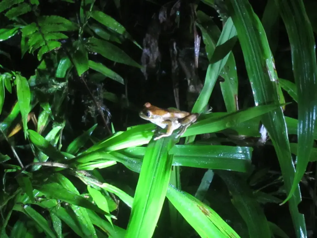 Nocturnal Explorations: A Thrilling Night Walk in Tambopata 25 Red eyed Tree Frog best jungle night walk