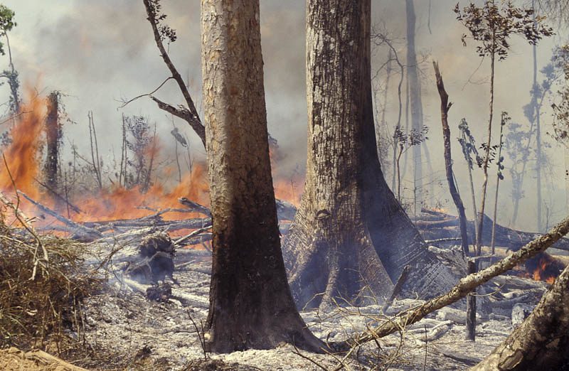 Forests of Life: The Crucial Role of Trees in the Amazon Rainforest 32 Role of Trees in the Amazon Rainforest