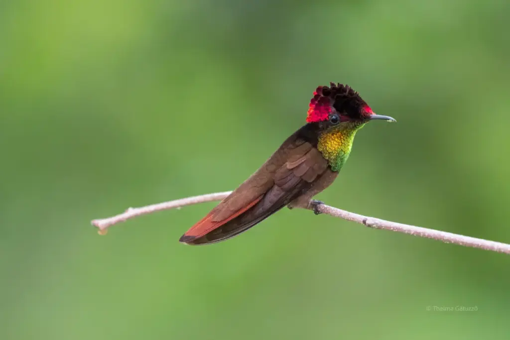 Explorando el Maravilloso Mundo de las Aves de la Selva Amazónica: Una Guía Colorida 27 Colibrí ruby-topaz