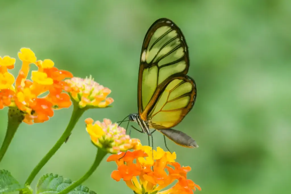 Salapia Glasswing Ithomia salapia