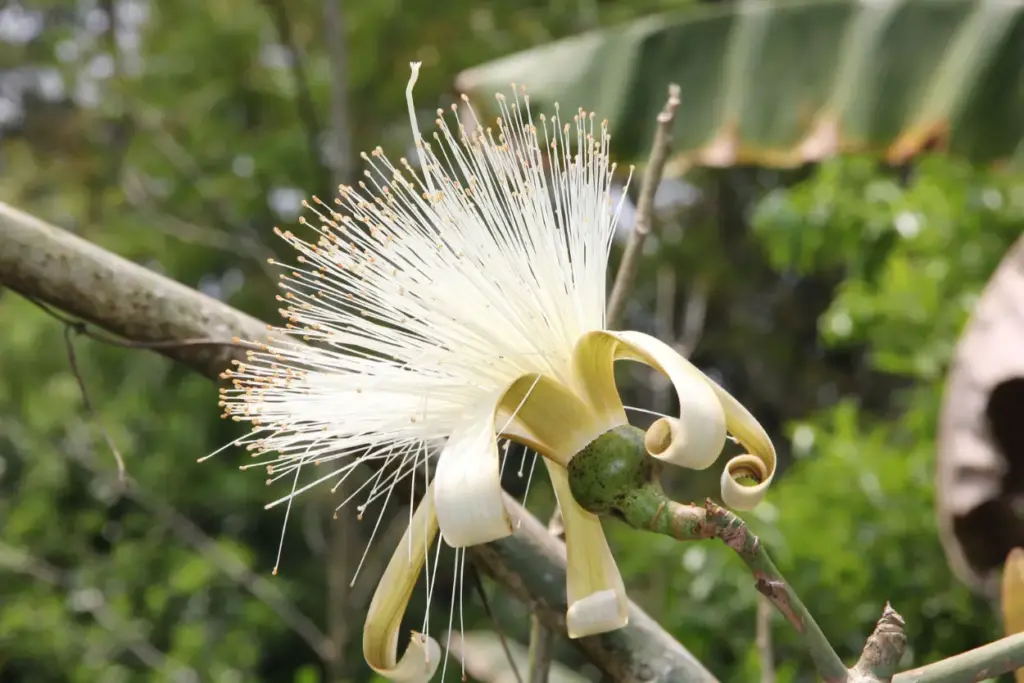 A Guide to the Rarest Plants in the Amazon 25 Silk Cotton Tree