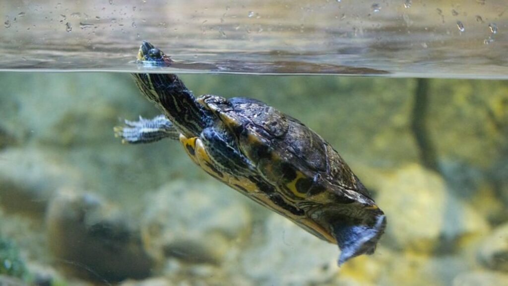 🌿 Wildlife on the Edge: Discover the Most Threatened Animals of the Amazon & Tambopata 30 South American River Turtle (Podocnemis expansa) Threatened Animals in the Amazon