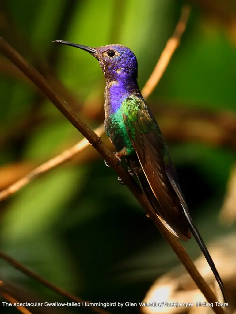 Explorando el Maravilloso Mundo de las Aves de la Selva Amazónica: Una Guía Colorida 28 Colibrí de cola de golondrina