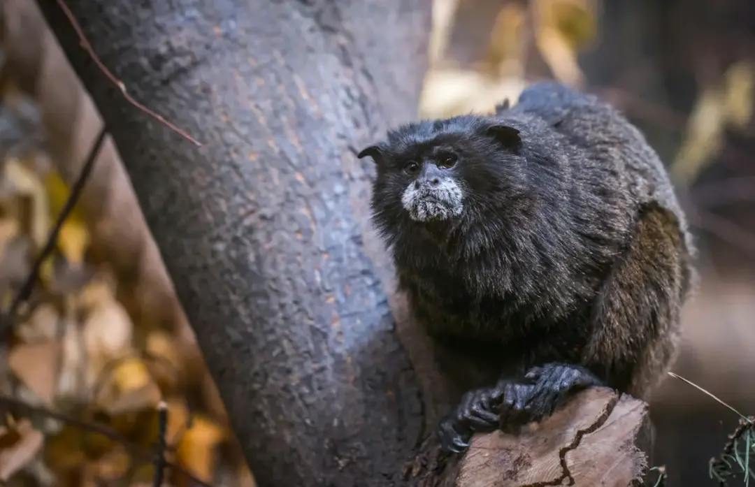 Tamarin Monkeys Saguinus spp in the Amazon