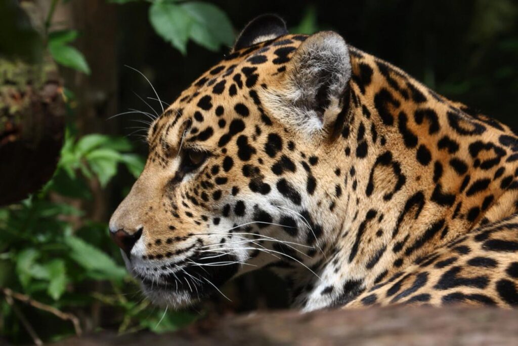 🌿 Wildlife on the Edge: Discover the Most Threatened Animals of the Amazon & Tambopata 27 Threatened Animals in the Amazon Jaguar
