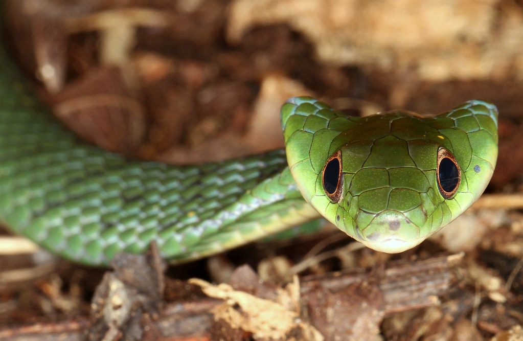 Reptiles of the Tambopata Reserve: A Diverse World Awaits 25 Velvety Swamp Snake Liophis typhlus typhlus
