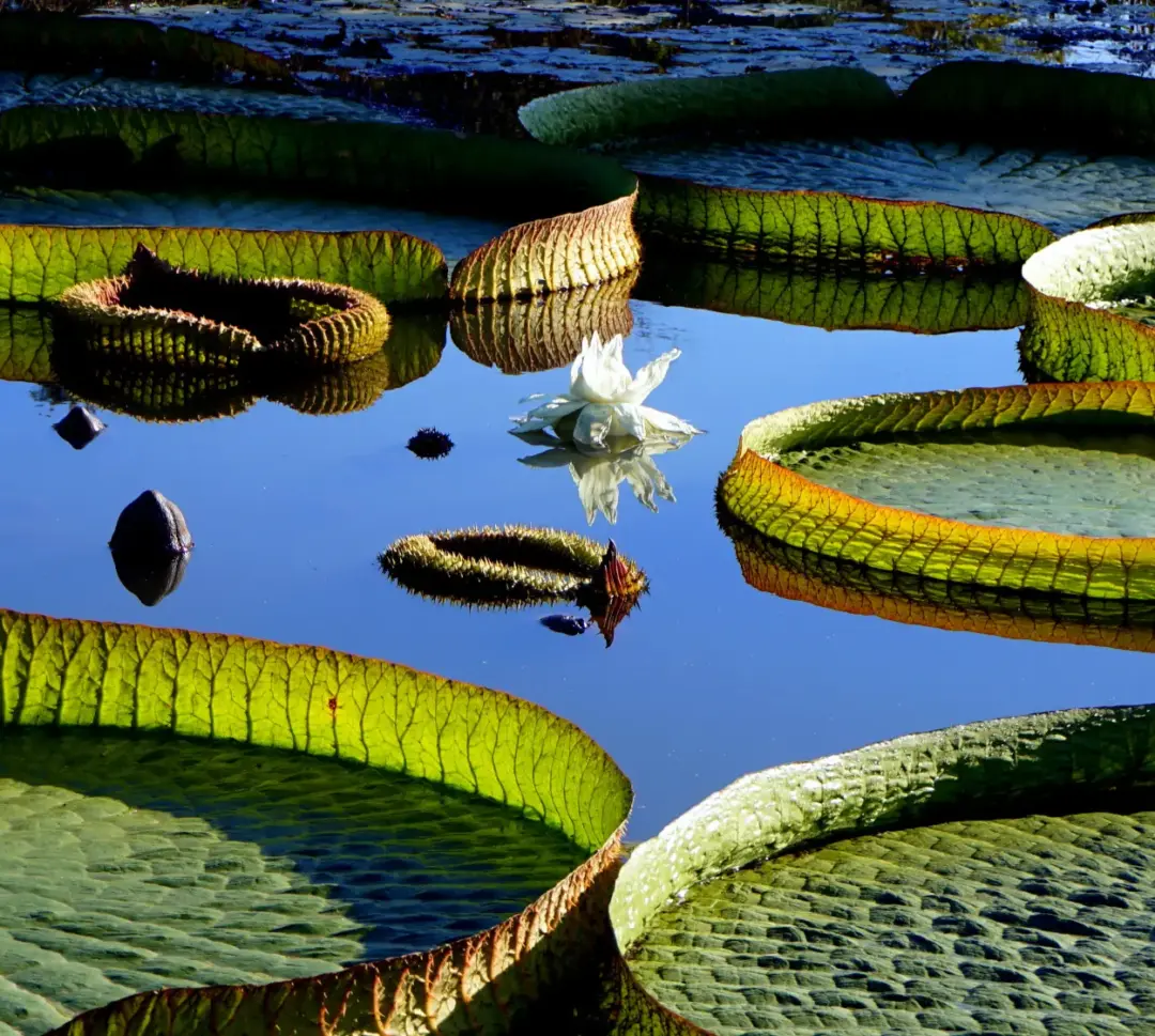 Victoria amazonica