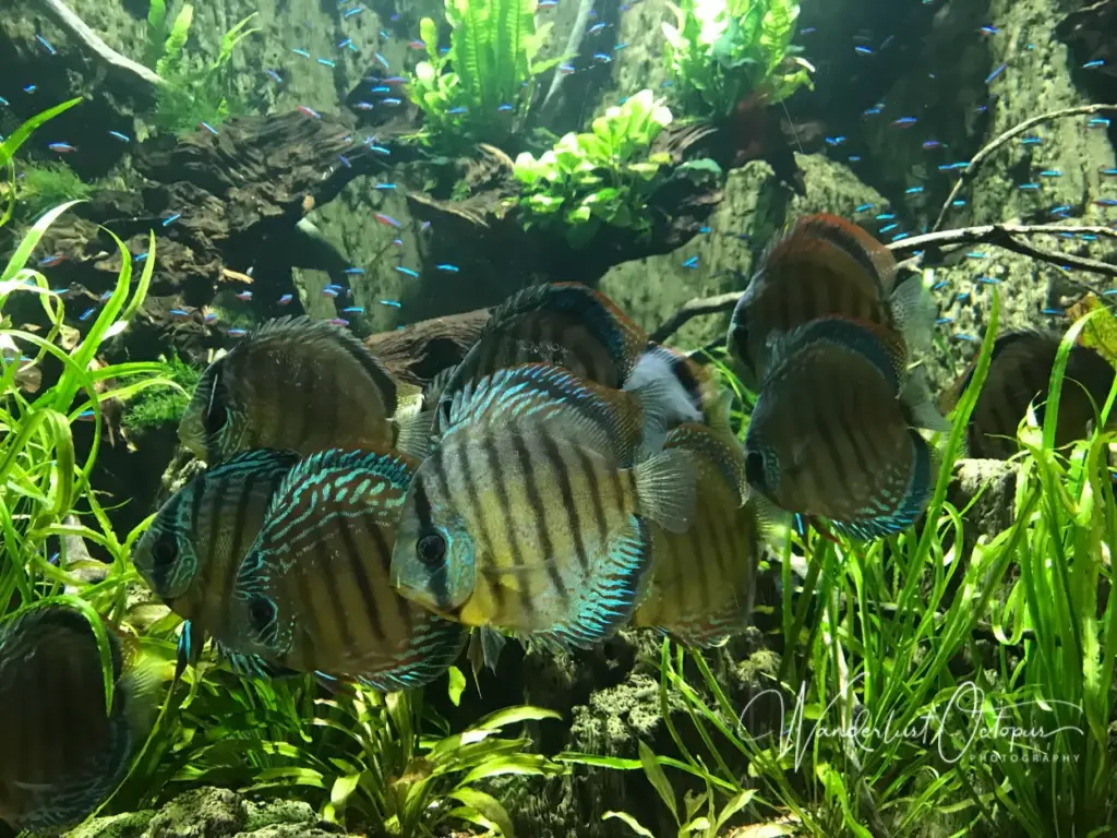 Descubriendo el Fascinante Mundo de los Peces de la Selva Amazónica 🌊 36 Pez Disco del Amazonas