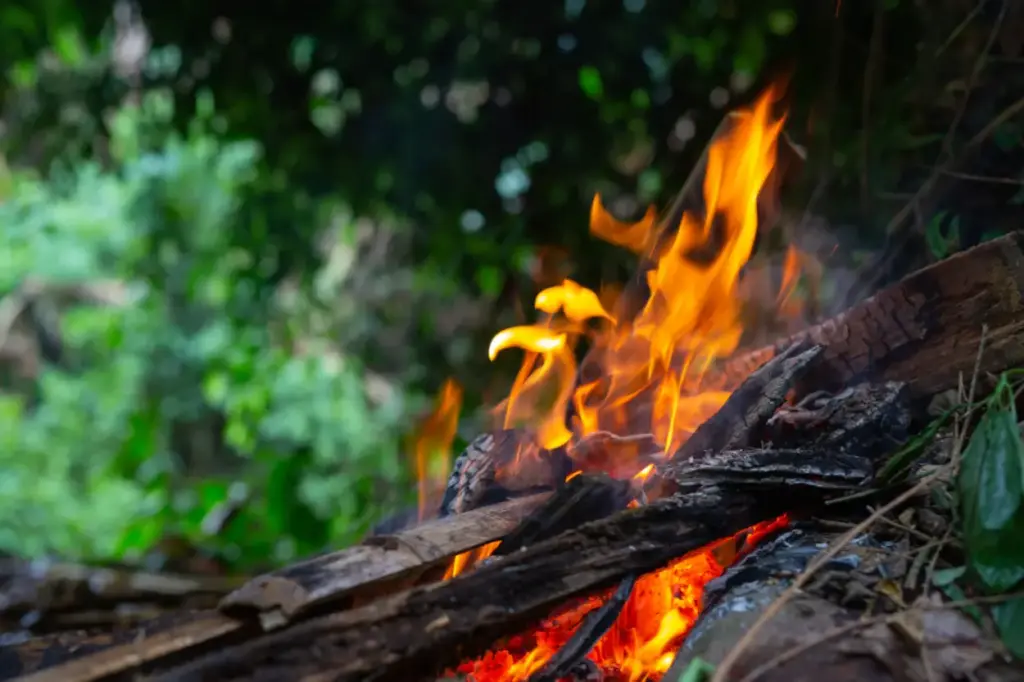 Understanding the Wildfires in the Amazon Rainforest: Causes and Impacts 31 amazon fires peru