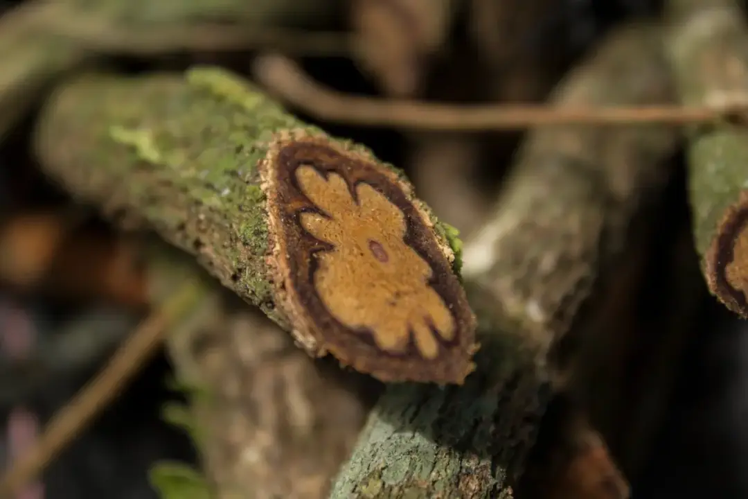 ayahuasca scaled