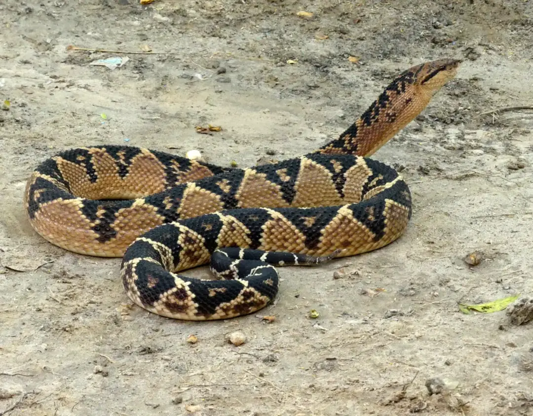 bushmaster Snake Snakes in the Amazon