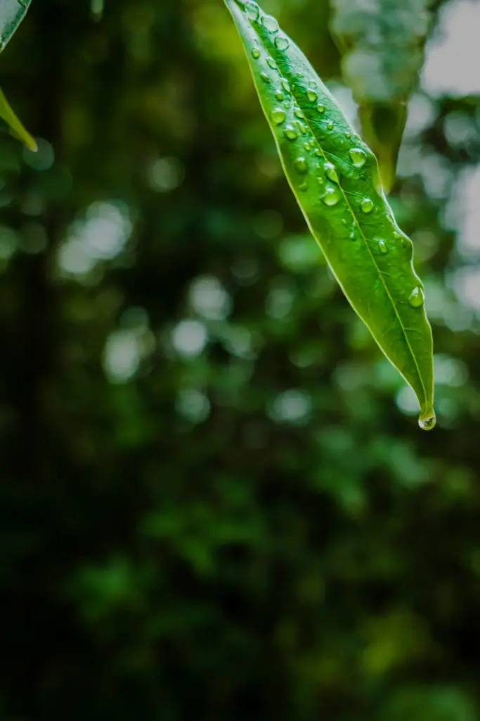 Wildlife Watching in Tambopata During Peru's Rainy Season in Amazon 21 closeup-shot-dew-green-leaves rainy season in amazon climate
