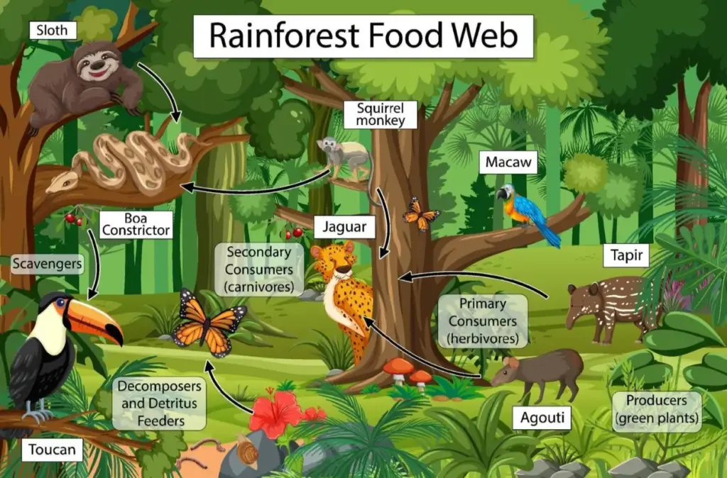 Understanding the Amazon Food Web: A Deep Dive into the Tropics 31 example of a food web in the amazon rainforest
