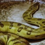 green anaconda