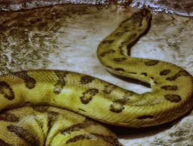 The Giants of the Amazon Rainforest: Discovering the Biggest Animals 33 green anaconda