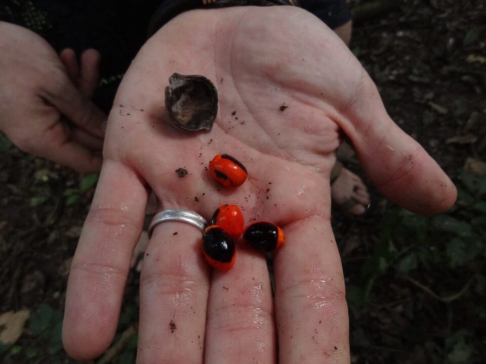 Huayruro Seeds: Their Symbolism and Multifaceted Uses 29 huayruro seeds spiritual meaning