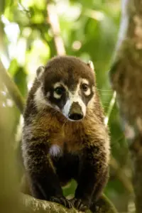 Super Wild Amazon Stay for Photographers – Budget-Friendly & Epic 5D 27 pexels-tomas-malik-793526-25929075