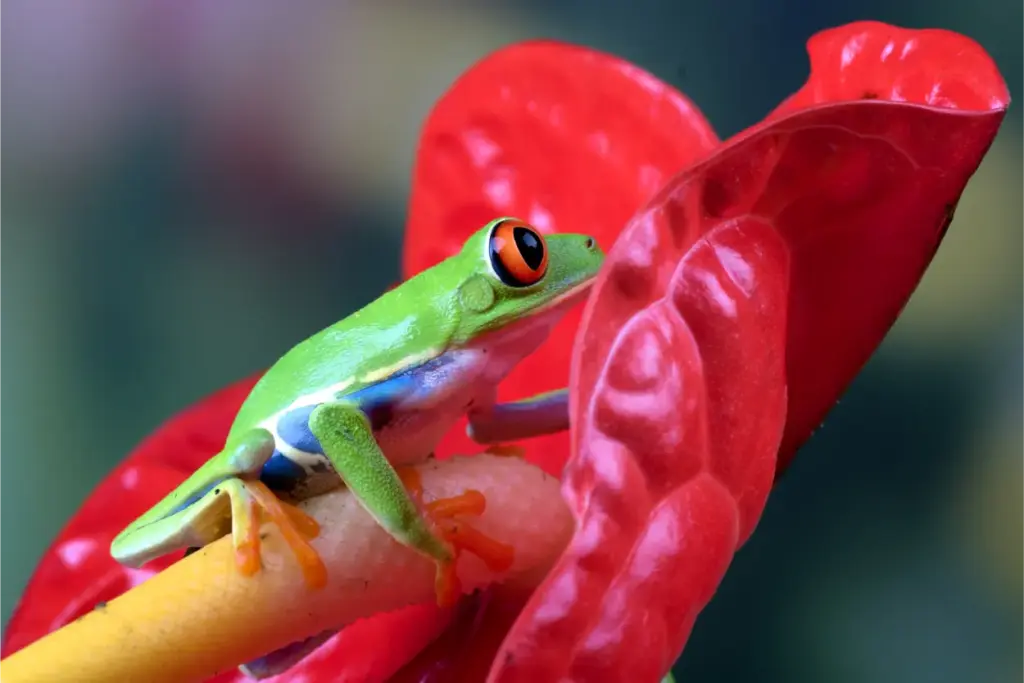 10 Surprising Amazon Rainforest Facts 31 redeyed-tree-frog-closeup-amazon rainforest facts
