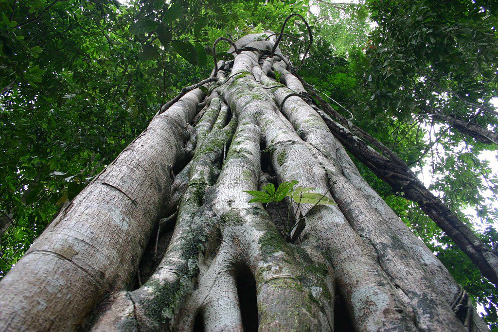 Forests of Life: The Crucial Role of Trees in the Amazon Rainforest 31 types of trees in amazon rainforest