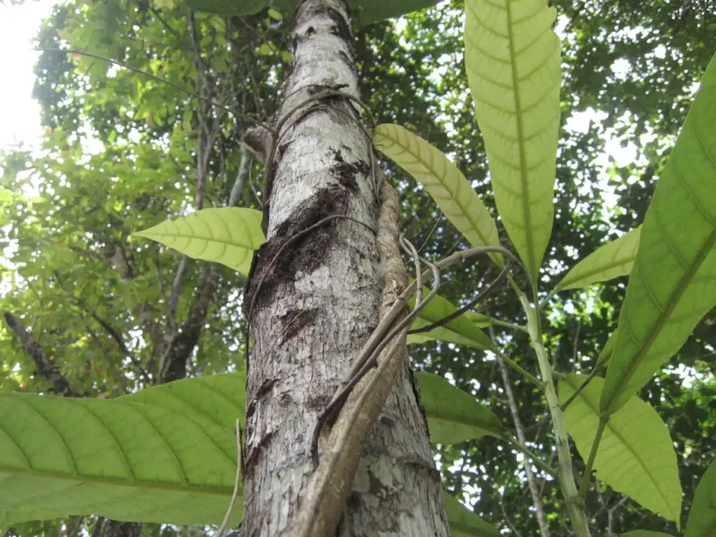 Ayahuasca Rituals: A Complete Journey from Preparation to Integration 26 what is ayahuasca