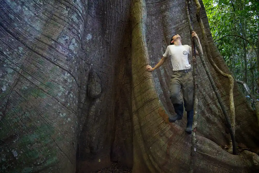 🌳 The Majestic Ceiba Tree (Ceiba pentandra): Nature’s Towering Giant of the Tropics 31 8592775068 77aa3290c7 b