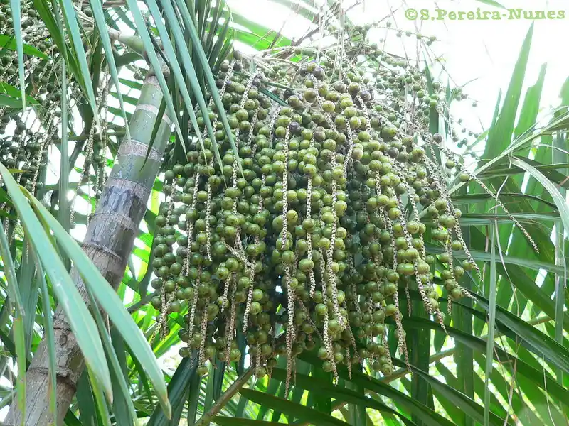 Acai palm Fruit