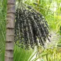 Acai palm tree
