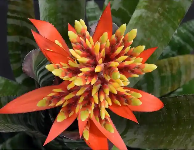Aechmea chantinii Leticia