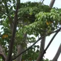 Balsa Tree Ochroma pyramidale