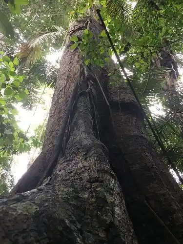 Big leaf Mahogany Swietenia macrophylla