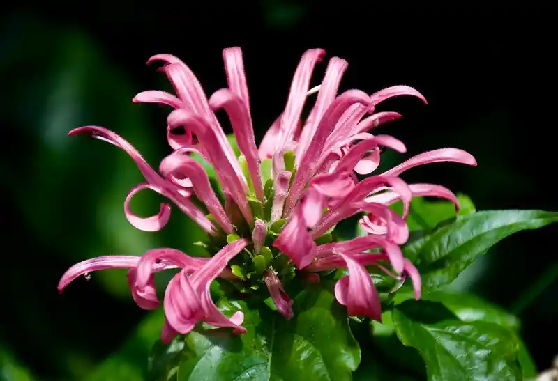 Brazilian Plume Flower Justicia Carnea