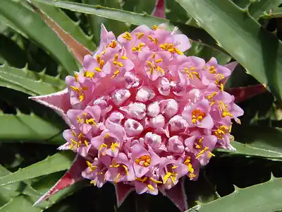 Bromeliad