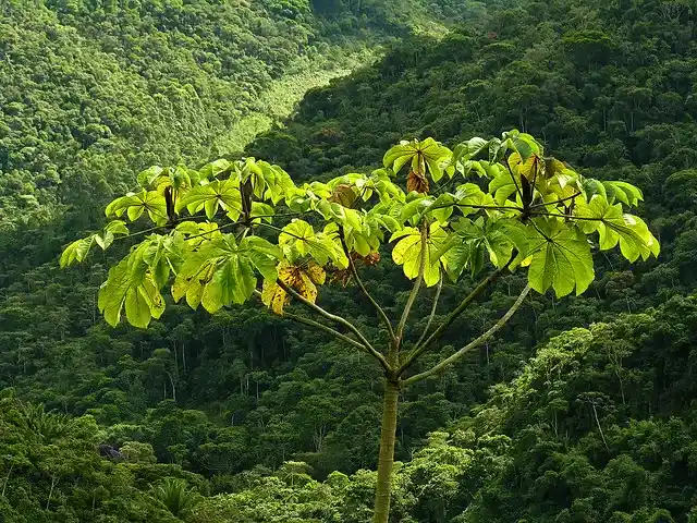 šæ Cecropia Tree (Cecropia spp.) ā The Amazonās Fast-Growing Ecological Pioneer 28 Cecropia Tree Cecropia spp