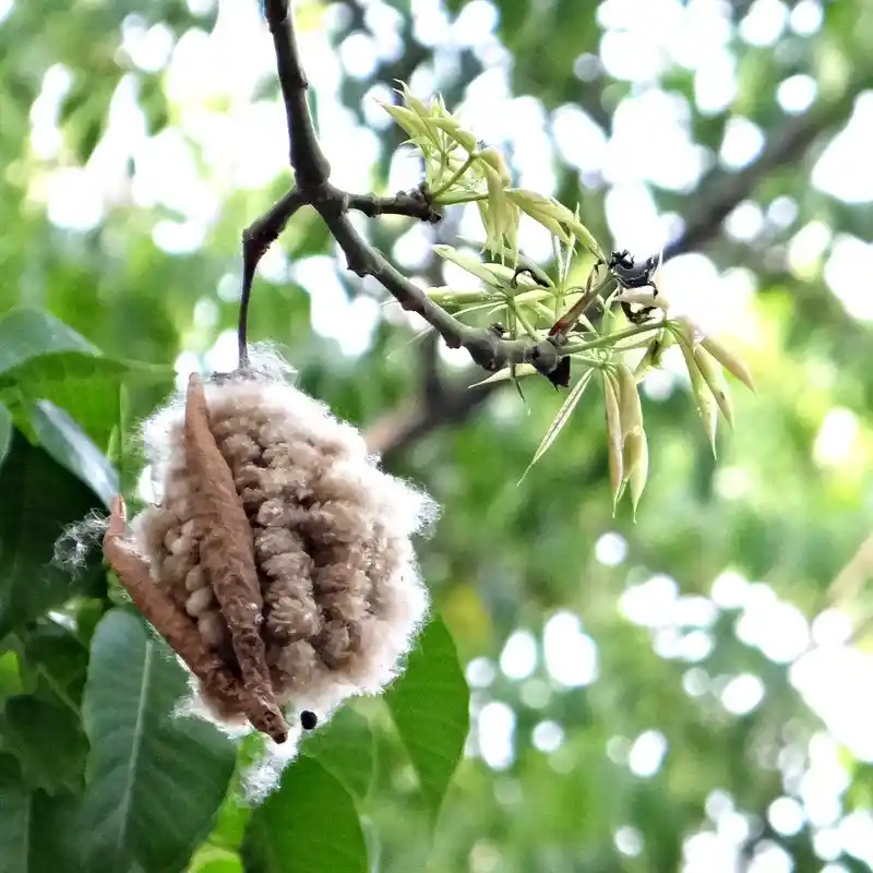 🌳 The Majestic Ceiba Tree (Ceiba pentandra): Nature’s Towering Giant of the Tropics 29 Ceiba fruit