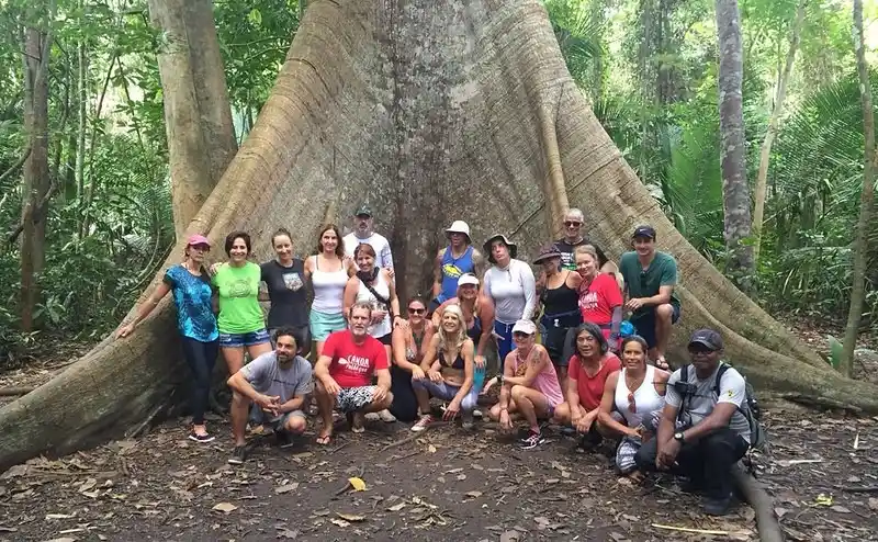 🌳 The Majestic Ceiba Tree (Ceiba pentandra): Nature’s Towering Giant of the Tropics 28 Granny sumauma tree Ceiba pentandra Malvaceae family.1