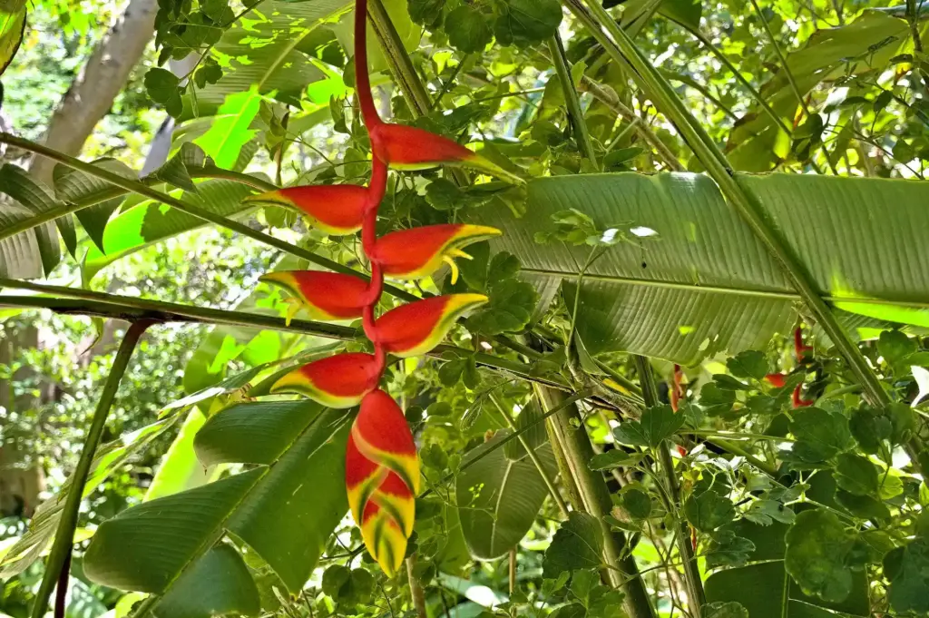 Heliconia rostrata (Lobster Claw): The Tropical Wonder That Turns Every Garden into Paradise 🌺🦞 24 Heliconia rostrataLobster Claw