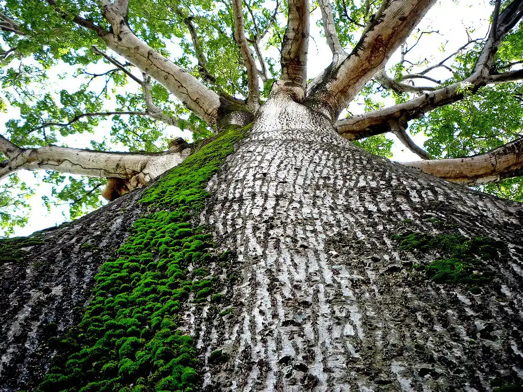 🌳 The Majestic Ceiba Tree (Ceiba pentandra): Nature’s Towering Giant of the Tropics 27 Java cotton Java kapok Silk cotton or ceiba