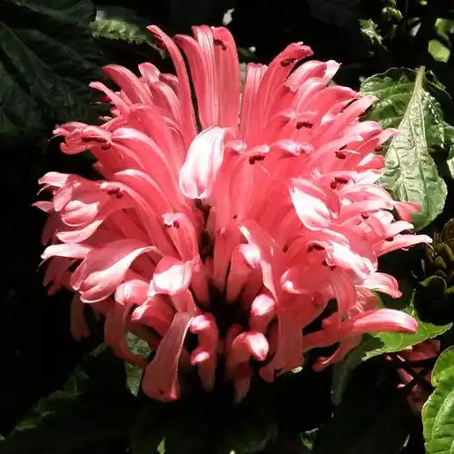 Justicia carnea