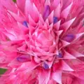 Pink Bromeliad Flower