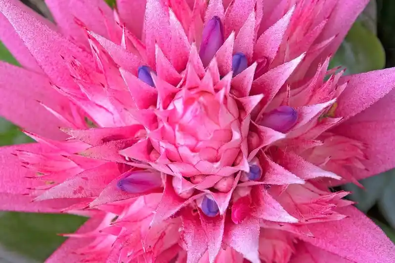 Pink Bromeliad Flower