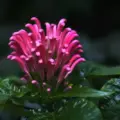 Pink tentacles Justicia carnea