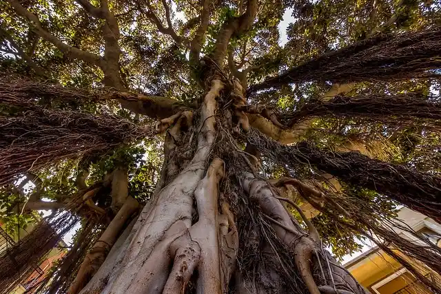 🌳 Rubber Tree (Hevea brasiliensis): The Lifeline of Natural Rubber 26 Rubber Tree Hevea brasiliensis