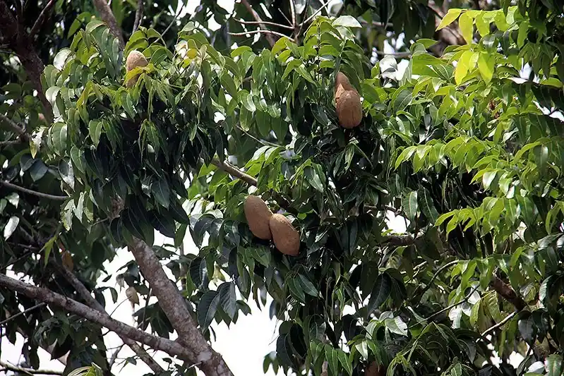 Swietenia macrophylla King Pendang