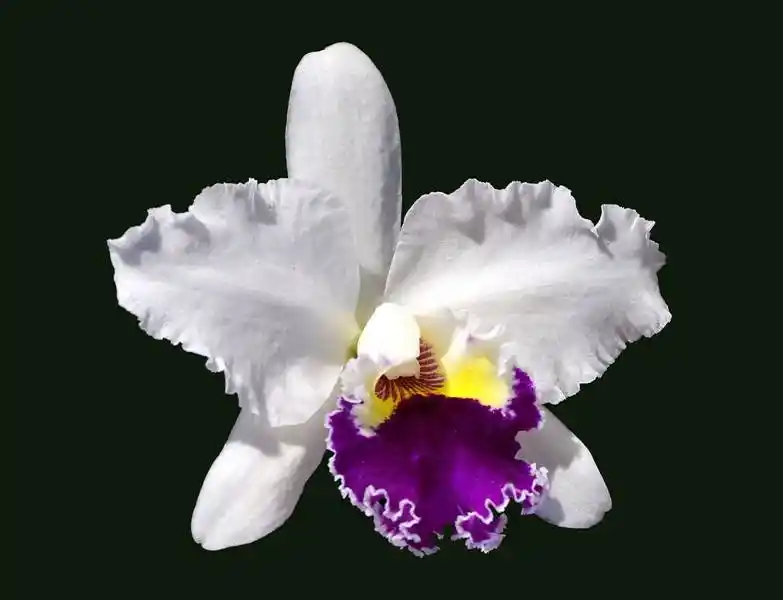 🌸 Orquídea Cattleya: Belleza Exótica y Realeza de las Flores Tropicales 2 White cattleya orchid varieties