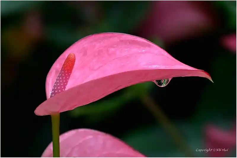 anthurium andraeanum flamingo lily