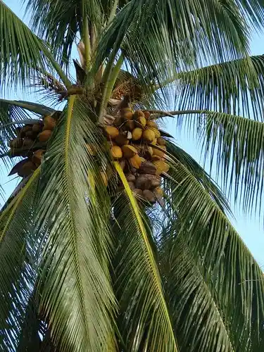 š“ Coconut Palm of the Amazon (Attalea speciosa, aka Babassu) ā Natureās Green Gold 25 babassu nut allergy