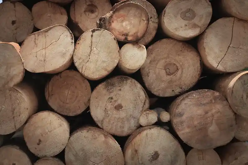balsa tree ochroma pyramidale uses